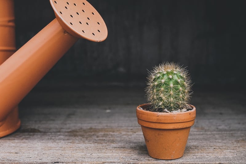 Creative plant pots