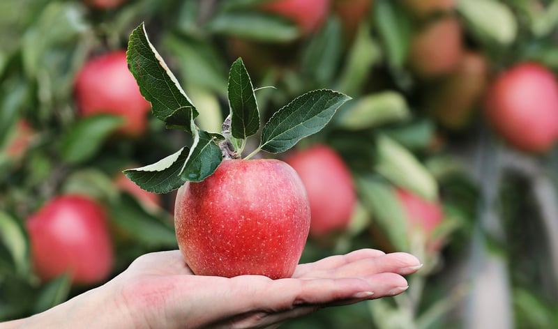 Fruit trees in pots