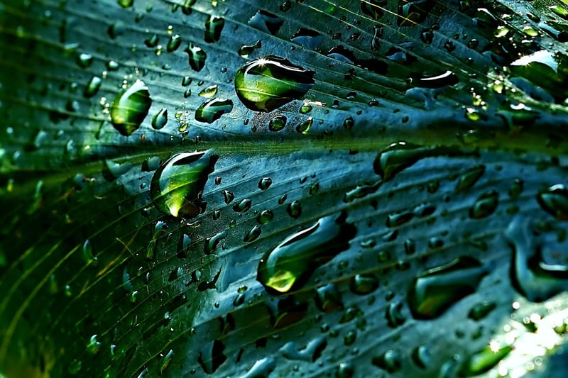 Rainwater harvesting