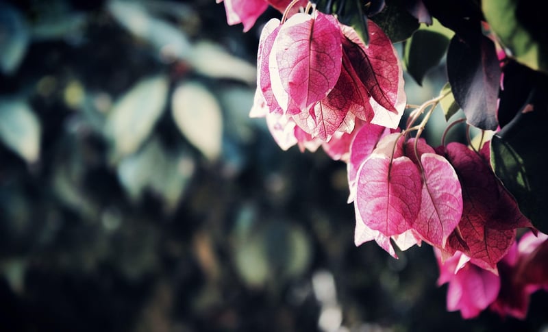 Garden Landscape