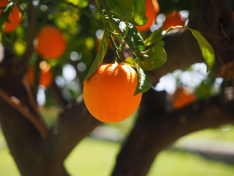 Urban Orchard